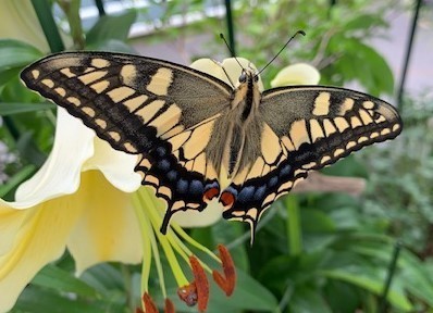 街にチョウの道(の駅)を創ろう！ - 生物多様性の緑化・緑地化・都市